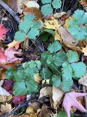 Waldsteinia fragarioides