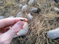 Encoptolophus costalis