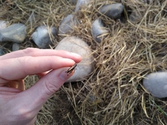 Encoptolophus costalis