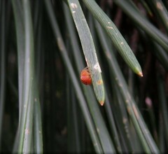 Araniella displicata