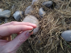 Encoptolophus costalis