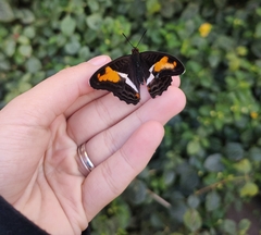 Adelpha cocala caninia