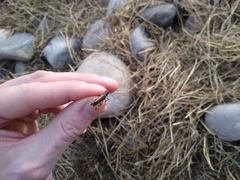 Encoptolophus costalis