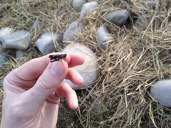 Encoptolophus costalis