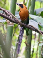 Baryphthengus martii