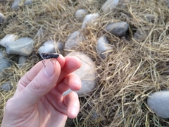 Encoptolophus costalis