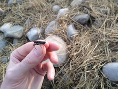 Encoptolophus costalis