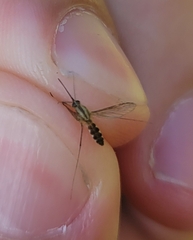 Aedes trivittatus