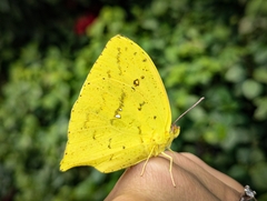 Phoebis neocypris