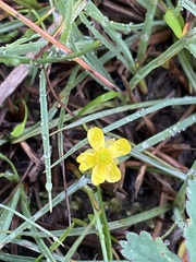 Ranunculus reptans