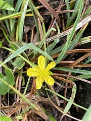 Ranunculus reptans