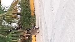 Procyon lotor insularis