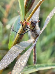 Sympetrum frequens