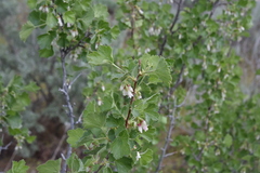 Ribes cereum cereum