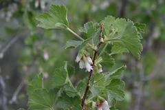 Ribes cereum cereum