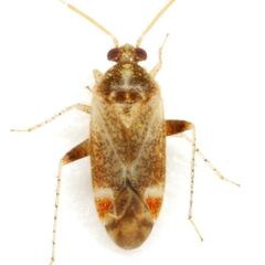 Hamatophylus guttulosus