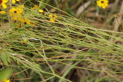 Coreopsis linifolia