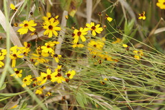 Coreopsis linifolia