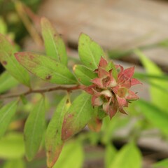Ludwigia pilosa