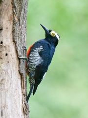 Melanerpes cruentatus