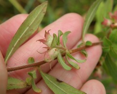 Ludwigia pilosa
