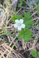 Geranium potentilloides