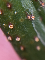 Uromyces microtidis