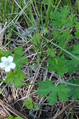 Geranium potentilloides