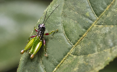 Lagarolampis cordobae