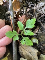 Sceptridium multifidum