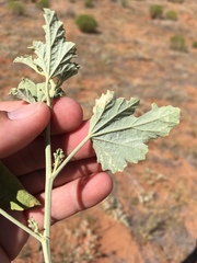 Sphaeralcea incana