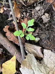 Sceptridium multifidum