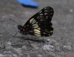 Catasticta nimbice