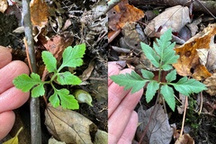 Sceptridium multifidum