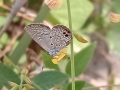 Hemiargus ceraunus astenidas