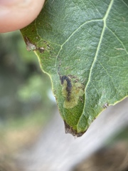 Stigmella salicis