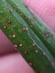 Uromyces microtidis