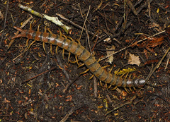 Scolopendra viridicornis