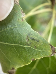 Stigmella salicis
