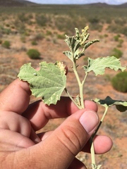 Sphaeralcea incana