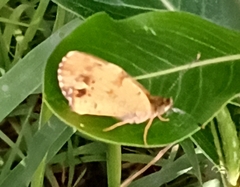 Phyciodes