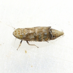 Latalus