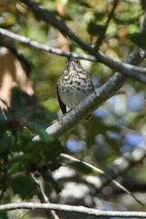 Catharus ustulatus
