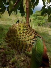 Annona