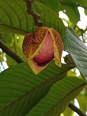 Annona