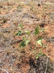 Sphaeralcea incana