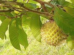 Annona
