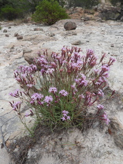 Carphochaete wislizeni