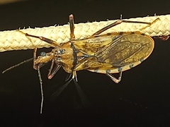 Panstrongylus geniculatus