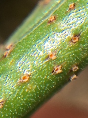 Uromyces microtidis